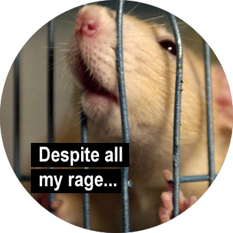 I am still a rat in a cage