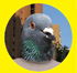 Le pigeon dissident